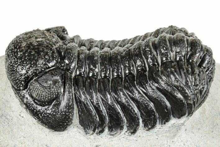 Detailed, Morocops Trilobite - Visible Eye Facets #252406